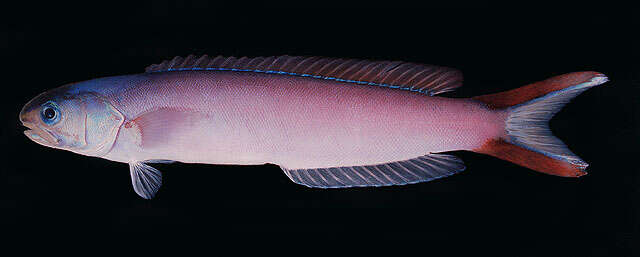 Image de Hoplolatilus purpureus Burgess 1978