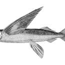 Image of Flyingfish