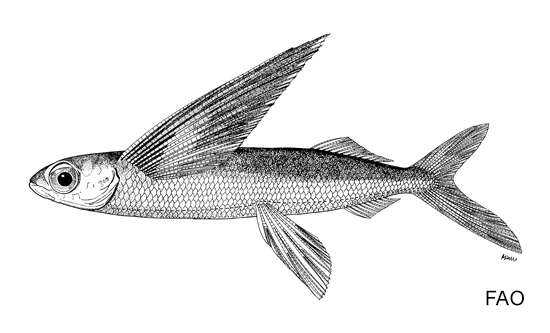 Image of Flyingfish