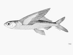 Image of Indonesian flyingfish