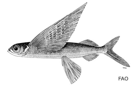 Image of Easter island flyingfish