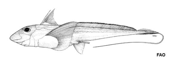 Image of Hydrolagus