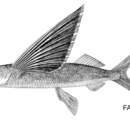Image of Darkbar flyingfish