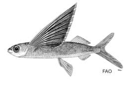 Image of Darkbar flyingfish