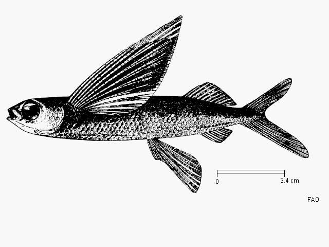 Image of Bleeker&#39;s flyingfish