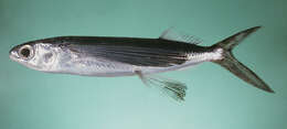 Image of Bleeker&#39;s flyingfish
