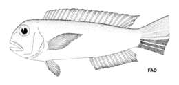 Image of Port Hedland tilefish