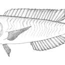 Image of Paxton&#39;s tilefish