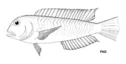 Image of Paxton&#39;s tilefish