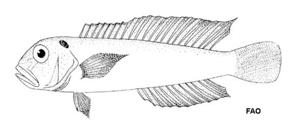 Image of Branchiostegus vittatus Herre 1926