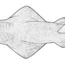 Image of Dwarf Sawfish