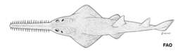 Image of Dwarf Sawfish