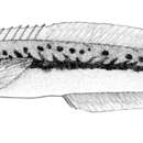 Image de Hoplolatilus oreni (Clark & Ben-Tuvia 1973)