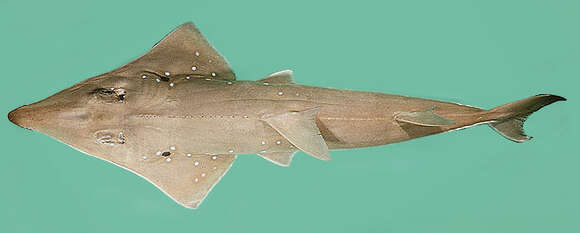 Image of White-spotted Guitarfish