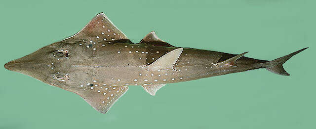 Image of White-spotted Guitarfish