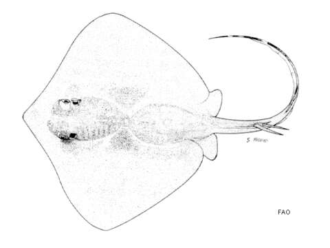 Image of Plain maskray