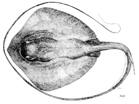 Image of Bennett's stingray