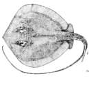 Image of Mekong Freshwater Stingray