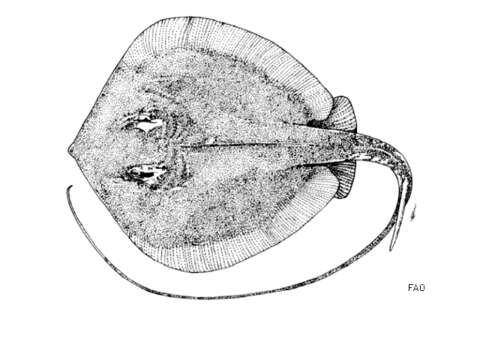 Слика од Hemitrygon laosensis (Roberts & Karnasuta 1987)