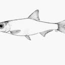 Image of Mai-ndombe dwarf sprat