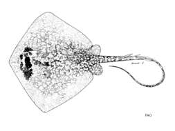Image of Painted Maskray
