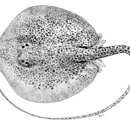 Image of Longnose Marbled Stingray