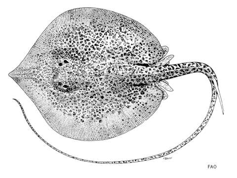 Слика од Fluvitrygon