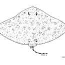 Image of Australian Butterfly Ray