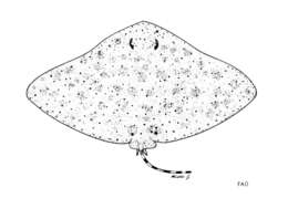 Image of Australian Butterfly Ray
