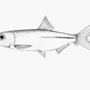 Image of Lake Mweru sprat