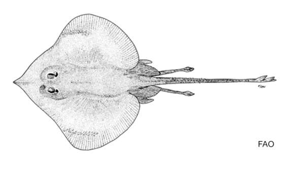 Image of Pale skate