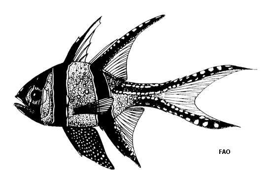 Plancia ëd Pterapogon