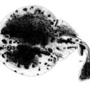 Image of Electric ray