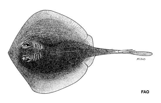 صورة Trygonoptera testacea Müller & Henle 1841