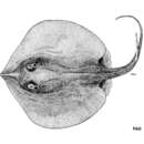 Plancia ëd Spinilophus armatus (Müller & Henle 1841)