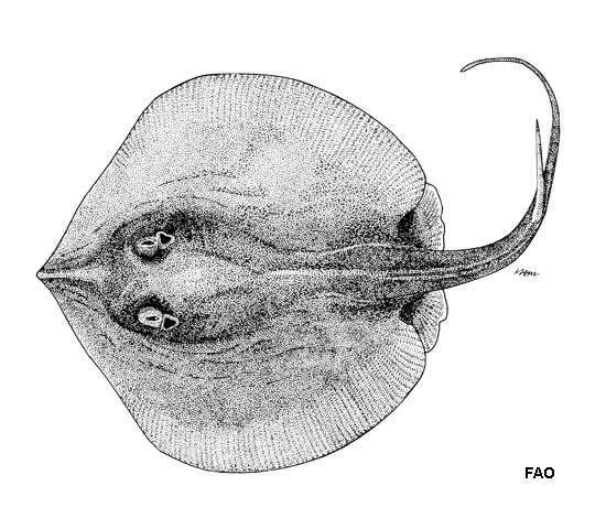 صورة Spinilophus armatus (Müller & Henle 1841)
