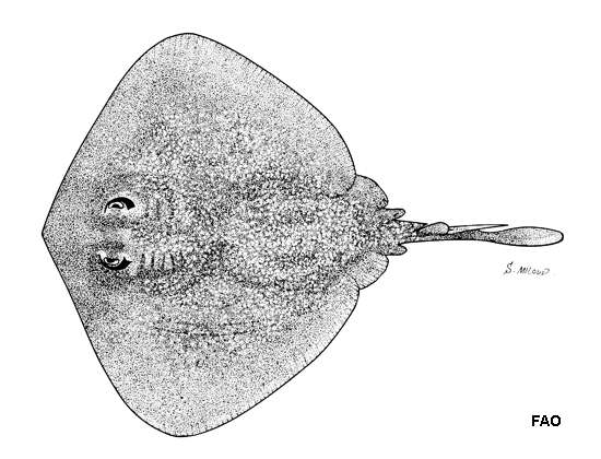 صورة Urolophus bucculentus Macleay 1884