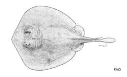 Image of Yellowback stingaree