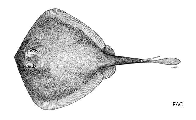 صورة Urolophus viridis McCulloch 1916