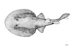 Image of Brown electric ray