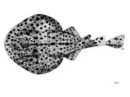 Image of Tonkin electric ray