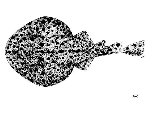 Image of Tonkin electric ray