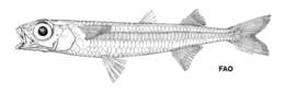 Image de Hypoatherina tropicalis (Whitley 1948)