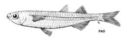 Image of Flathead silverside