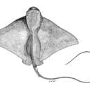 Image of Hamlyn&#39;s bull-ray