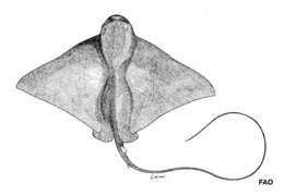 Image of Hamlyn&#39;s bull-ray
