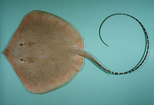 Image of Whitespotted Whipray