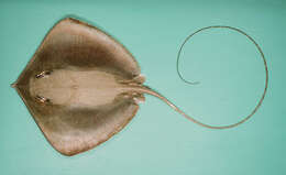 Image of Whitespotted Whipray