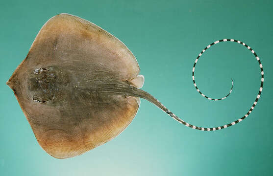 Image of Whitespotted Whipray