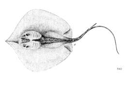 صورة Brevitrygon walga (Müller & Henle 1841)